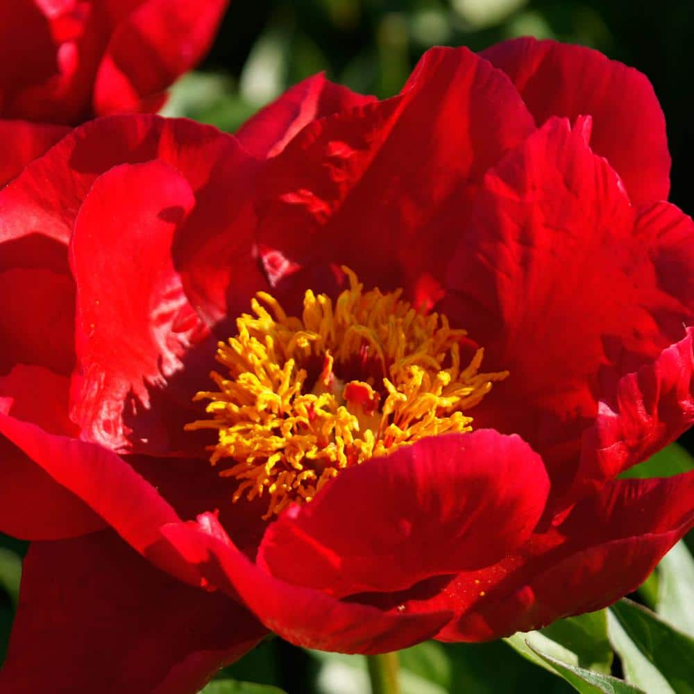 Spring Hill Nurseries Blaze Peony Paeonia Live Bareroot Perennial Plant Red Flowers 1 Pack 77111 The Home Depot