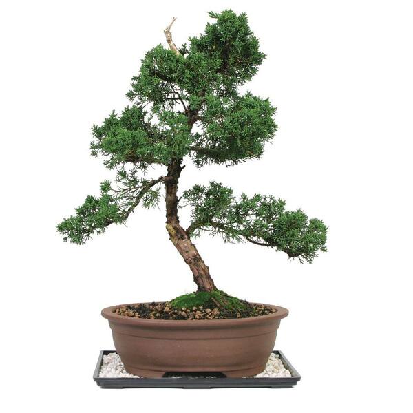 Brussel's Bonsai Shimpaku Juniper Bonsai