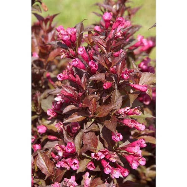 FIRST EDITIONS 2.0 Gallon Shining Sensation Weigela (Weigela