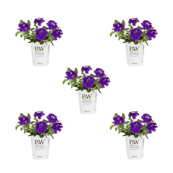 METROLINA GREENHOUSES 1.5 Pt. Proven Winners Verbena Superbena Imperial Blue Annual Plant (5-Pack)