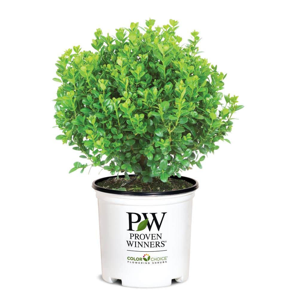 PROVEN WINNERS 1 Gal. Sprinter Boxwood (Buxus) Live Evergreen
