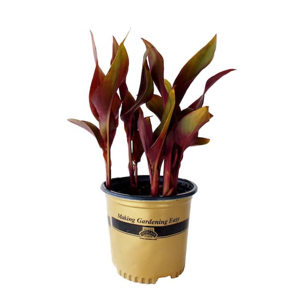 EVERDE GROWERS 8 in. Black Canna Lily Plant - Perennial
