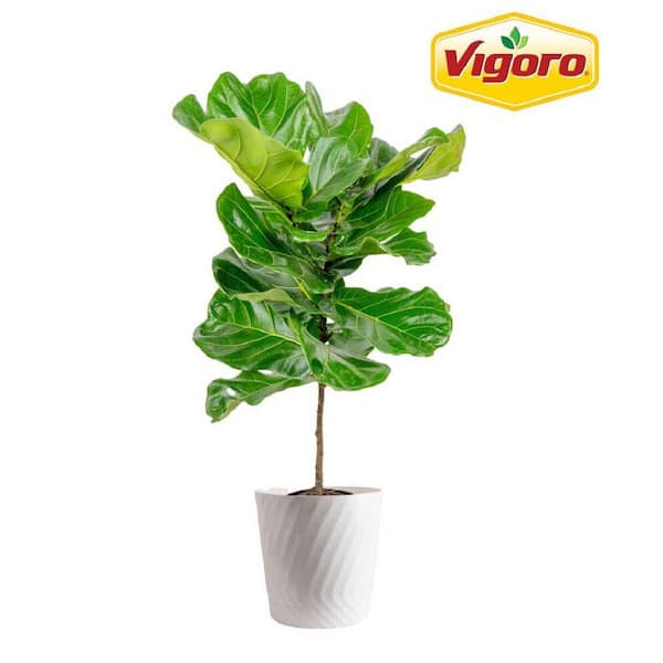 10in Ficus Lyrata Standard Plant in Deco Pot
