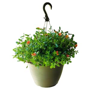 1.8 Gal. Purslane Plant Orange Flowers in 11 In. Hanging Basket