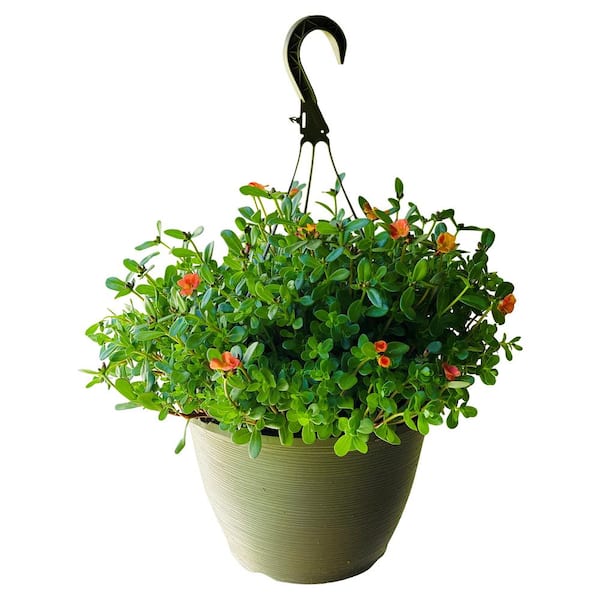 Vigoro 1.8 Gal. Purslane Plant Orange Flowers in 11 In. Hanging Basket