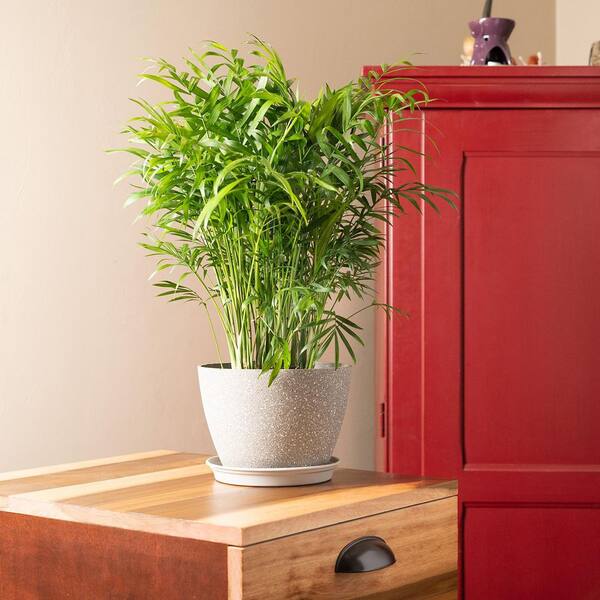 Perfect Plants Parlor Palm Plant in 6 in. Grower's Pot THD10034 - The Home  Depot