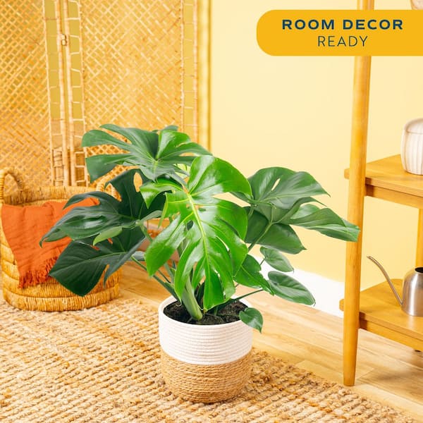 Philodendron Monstera Swiss Cheese Indoor Plant in 10 in. Decor Weave Planter, Avg. Shipping Height 2-3 ft. Tall