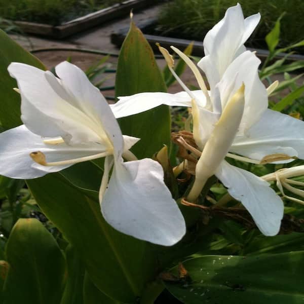 GIVHANDYS INC 4 in. Butterfly Ginger Potted Bog/Marginal Pond Plant