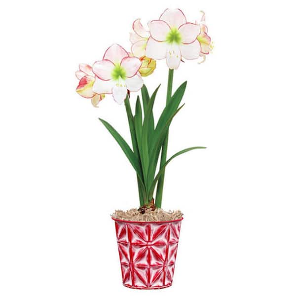 Gardens Alive! Picotee White and Pink Flowering Amaryllis (Hippeastrum) Bulb Holiday Gift Kit, Planted in a Decorative 6 in. Pot