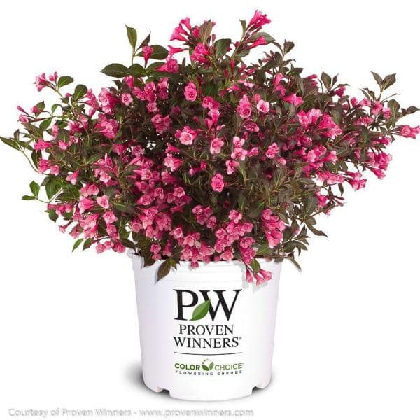 2 Gal. Wine & Roses Weigela (Florida) Live Shrub, Dark Purple Foliage and Rosy Pink Flowers
