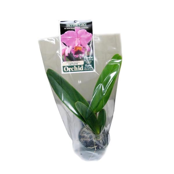 Better-Gro 4 in. Orange Cattleya Packaged Orchid 20323 - The Home