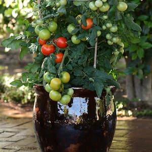 25 oz. Little Sicily Tomato Plant