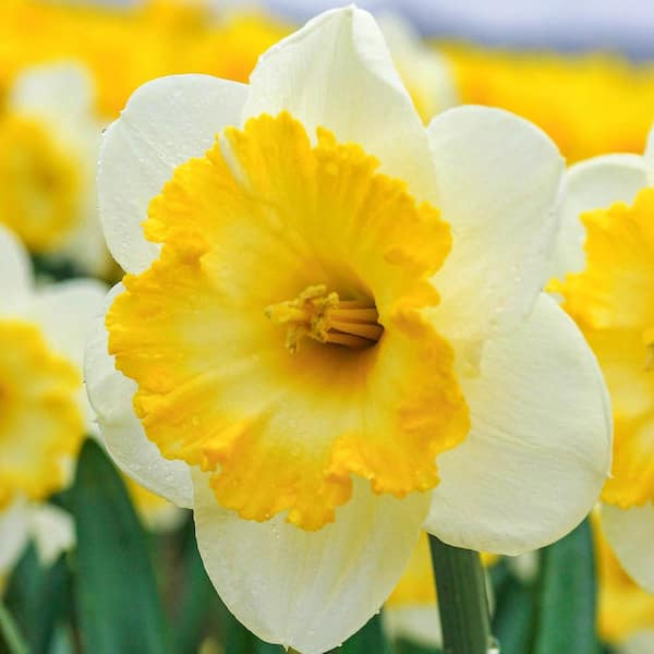 Van Bourgondien Bright Sun Large Cupped Daffodil Bulbs 25-Pack