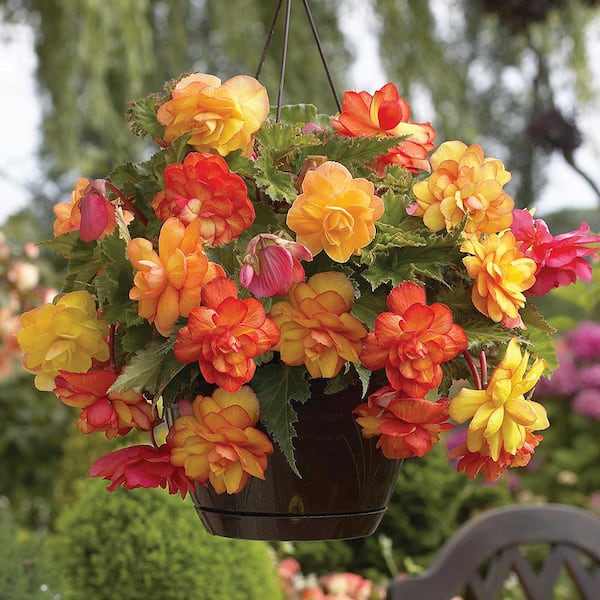 Stained Glass Begonia Flower top Hanging Basket