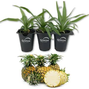 Wekiva Foliage Mini Me Ornamental Pineapple Plant-Live Starter Plant in ...