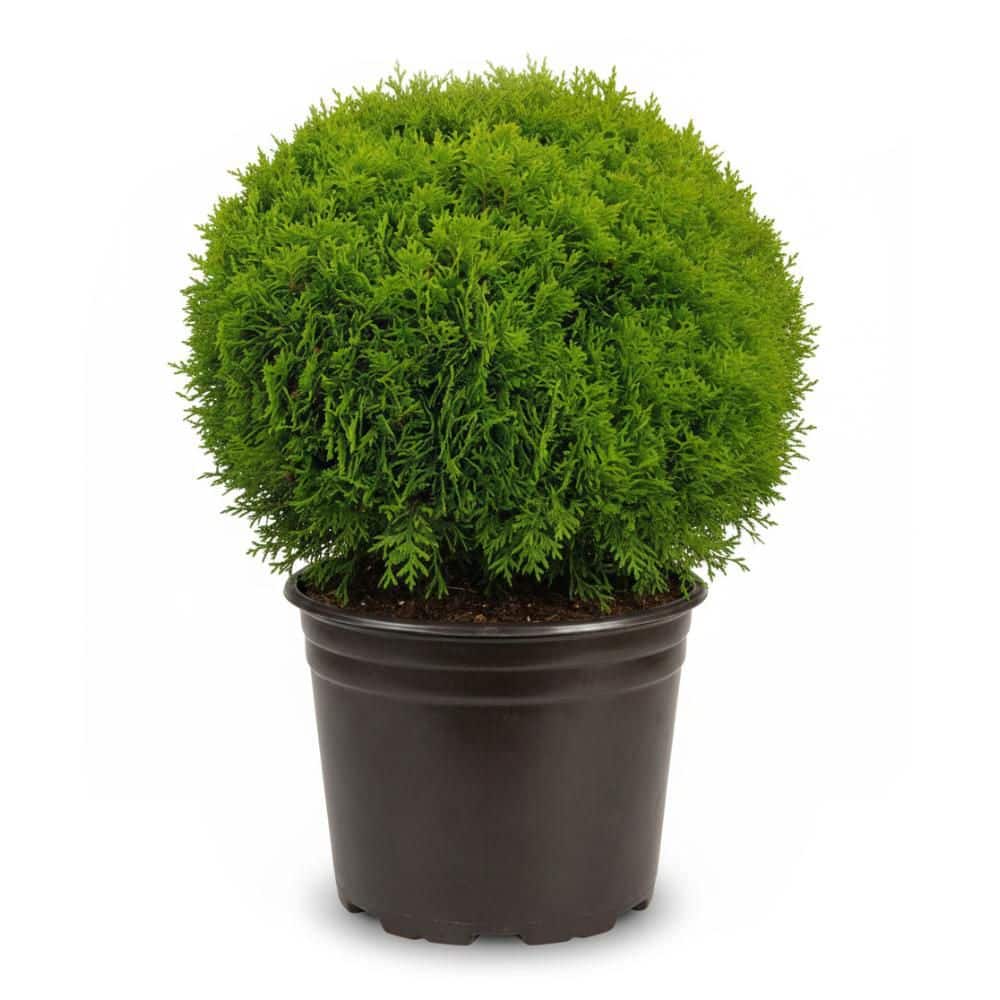 BELL NURSERY 3 Gal. Danica American Arborvitae Thuja Occidentalis