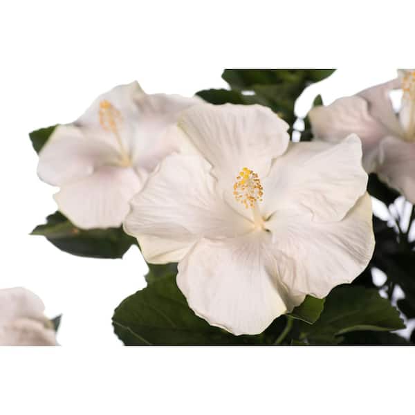 PROVEN WINNERS 1 Gal. Hollywood Earth Angel White Flower Annual Hibiscus Plant