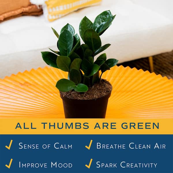 Dream Plants ٩(❛ᴗ❛)۶専用 Dream Plants ٩(❛ᴗ❛)۶専用