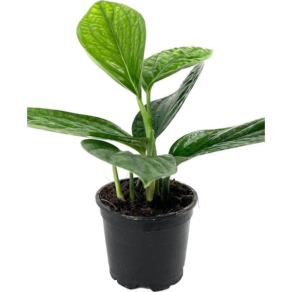 monstera plant big Monstera Deliciosa | Indoor houseplants in Pittsburgh