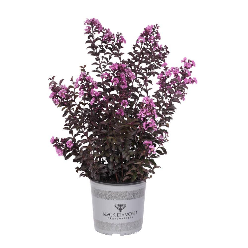 BLACK DIAMOND 2 Gal Purely Purple Deciduous Crape Myrtle Tree 19057   Black Diamond Ornamental Trees 19057 64 1000 