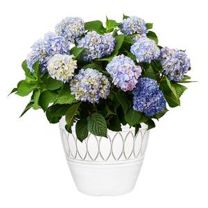 14 in. Original Hydrangea Shrub with Pink and Blue Flowers in White Decorative Pot