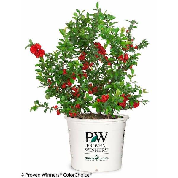 2 gal. Double Take Scarlet Quince (Chaenomeles Speciosa) Live Flowering Shrub with Large Double Scarlet Red Flowers