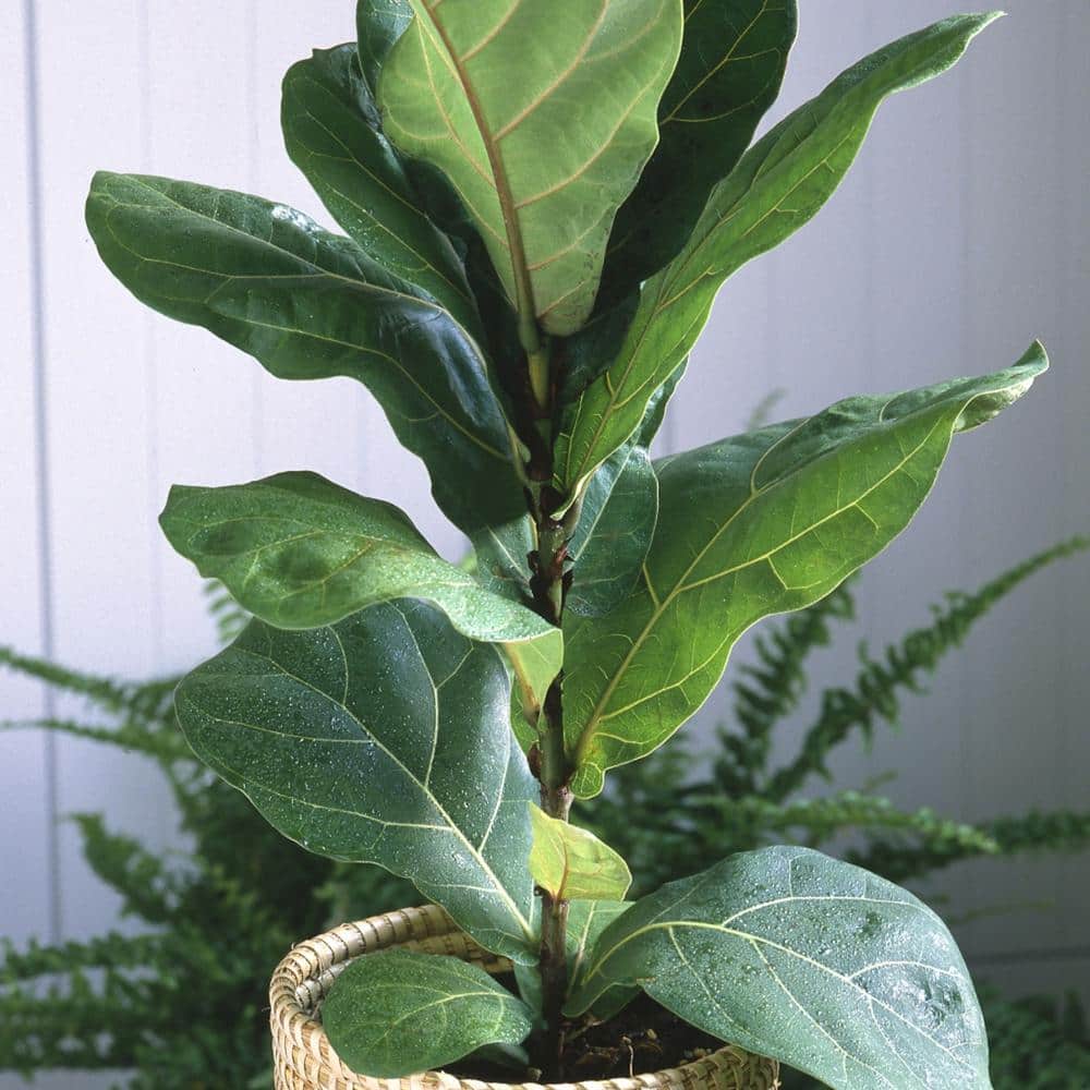 Dramatic Flair 48" Fiddle Leaf Fig Indoor/Outdoor Plant