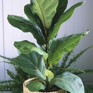 10 in. Fiddle Leaf Fig Plant