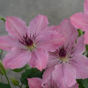 4 in. Pot Sarah Elizabeth Clematis Vine Pink Flowers Live Potted Perennial Plant (1-Pack)