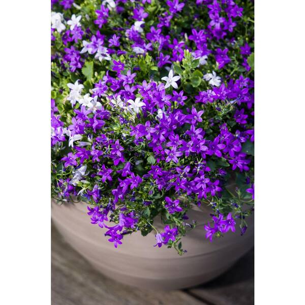 2.5 qt. Campanula Portenschlagiana Clockwise Blue Perennial Plant with Blue  Flowers (1-Pack) 2425 - The Home Depot