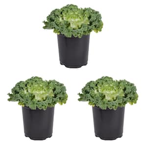 2 QT. White Ornamental Kale Annual Plant (3-Pack)