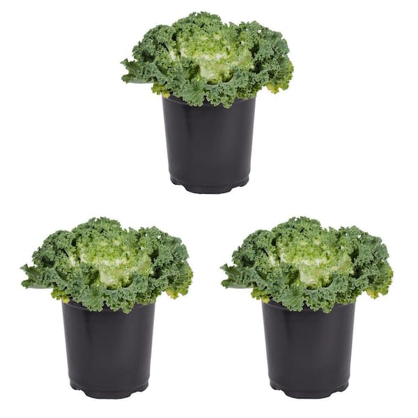 METROLINA GREENHOUSES 2 QT. White Ornamental Kale Annual Plant (3-Pack)