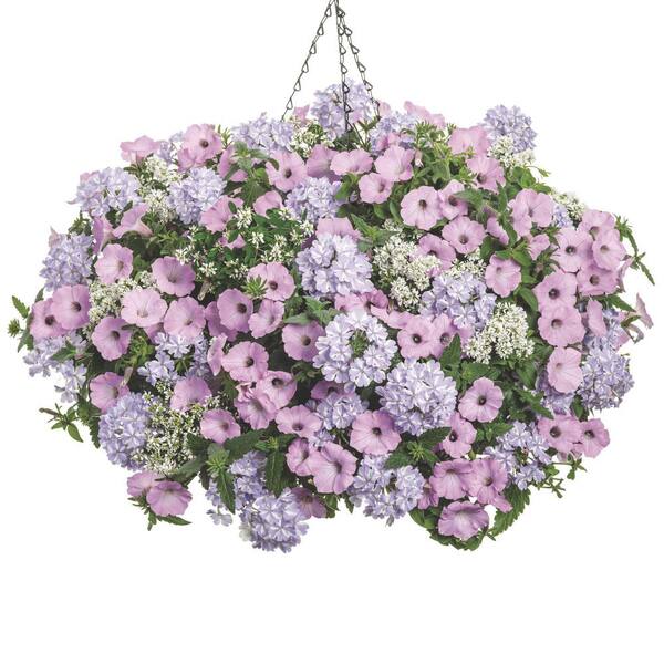 PROVEN WINNERS 7 in. Royale Supertunia Vista Cool Jazz Petunia