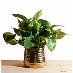 Pothos Devil's Ivy in 6 in. Ceramic Gold Bowl Planter Pot