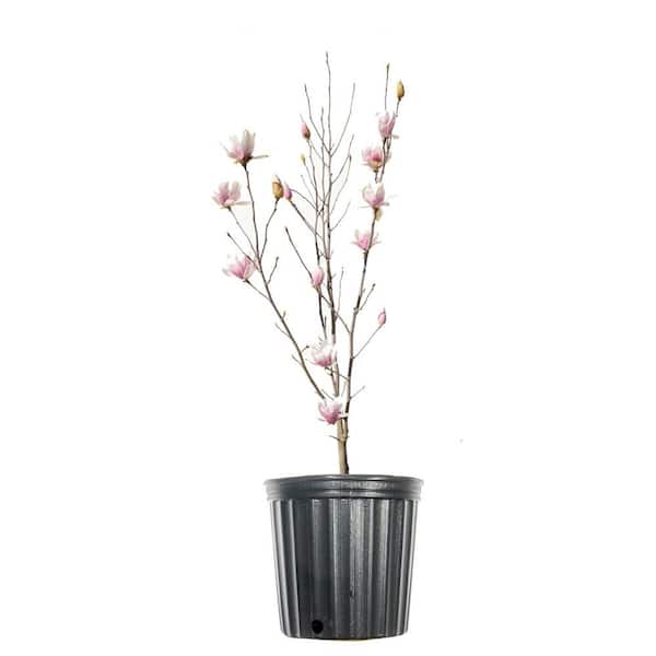 Perfect Plants 1 Gal. Alexandrina Magnolia Tree In Growers Pot, Beautiful Early Spring Blooms