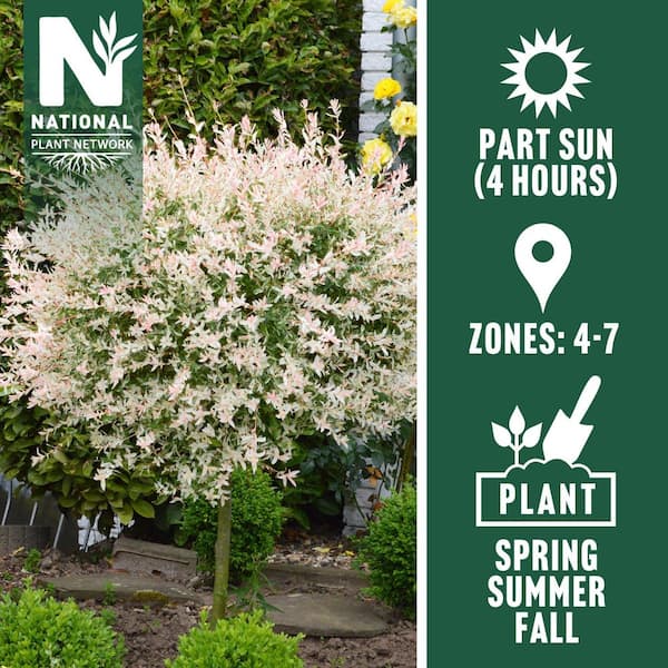 8 in. Hakuro Nishiki Willow Tree