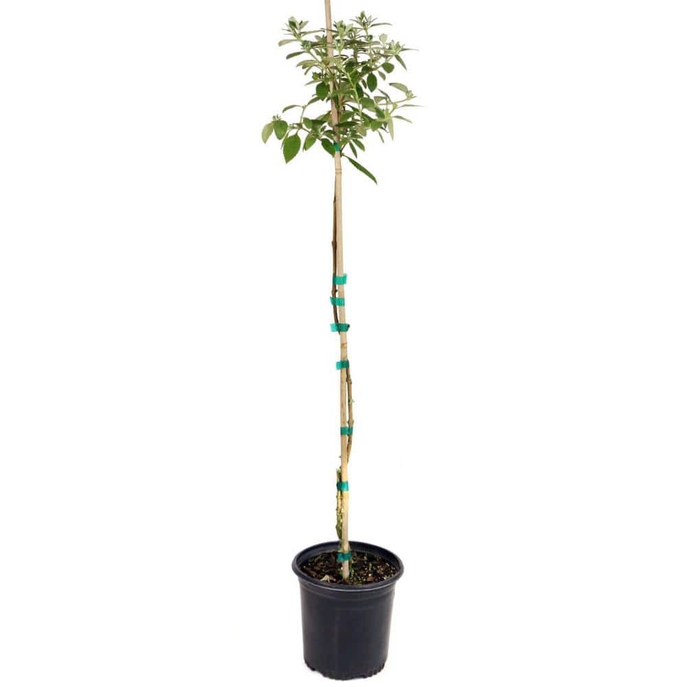 national PLANT NETWORK 1 Gal. Tree-Form Buddleia True Blue with Blue ...