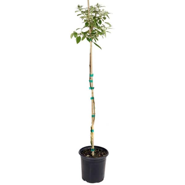 national PLANT NETWORK 1 Gal. Tree-Form Buddleia True Blue with Blue Flowers
