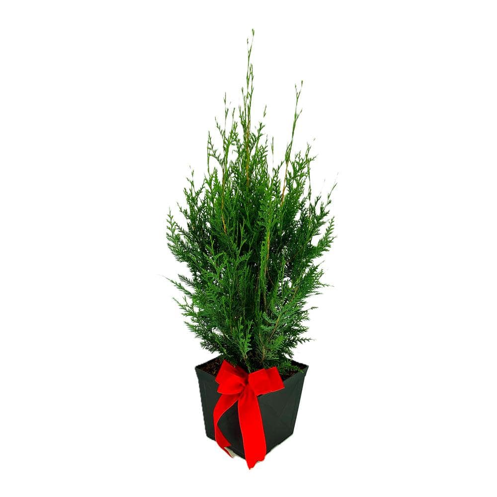 11 in. Dwarf Western Red Cedar Live Shrub in Black Pot with Festive Red Bow