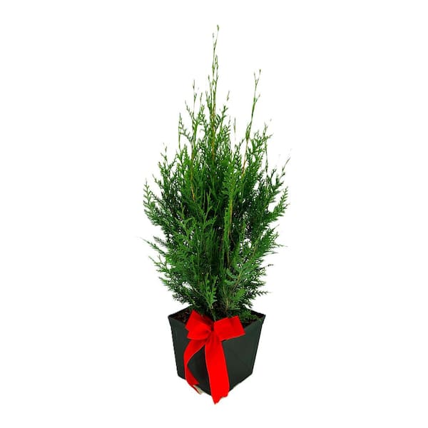 Unbranded 11 in. Dwarf Western Red Cedar Live Shrub in Black Pot with Festive Red Bow