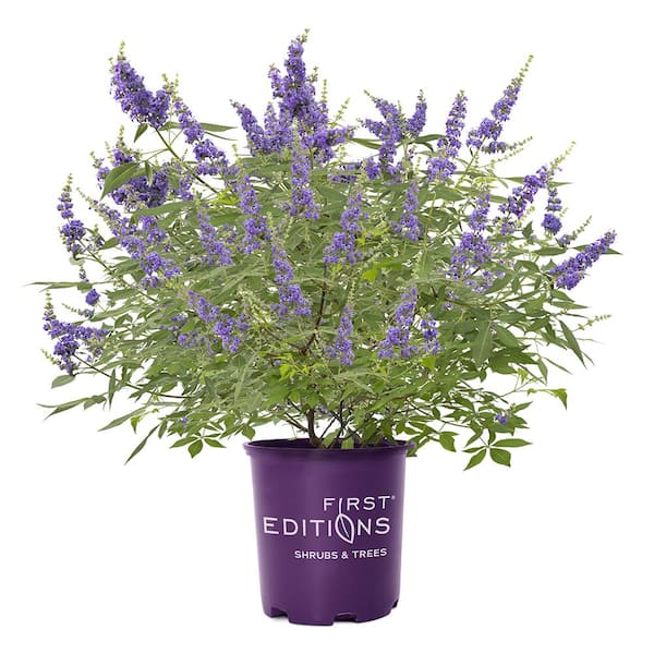 FIRST EDITIONS 2 gal. Queen Bee Vitex Shrub