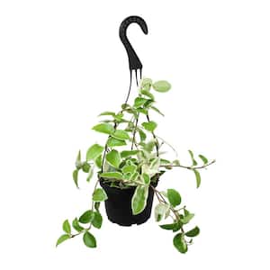 Krimson Queen' Hoya Carnosa Pet Friendly Wax Plant Live Indoor Houseplant 6 in. Grower Pot