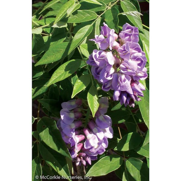 2 Gal. Amethyst Falls Wisteria Vine, Native Twining Vine, Reblooming Lavendar Flowers