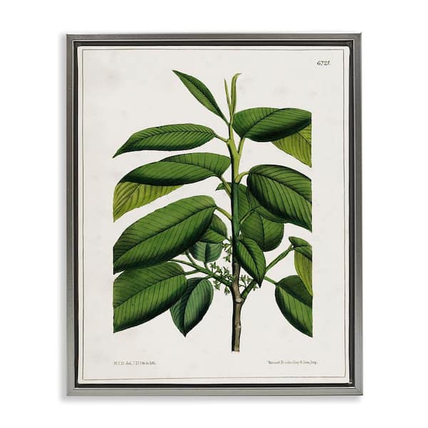 Scientific Woodland Plant by Tina Higgins Designs, Inc. Gray Floater Frame Nature Graphic Art Print 21 in. x 17 in.