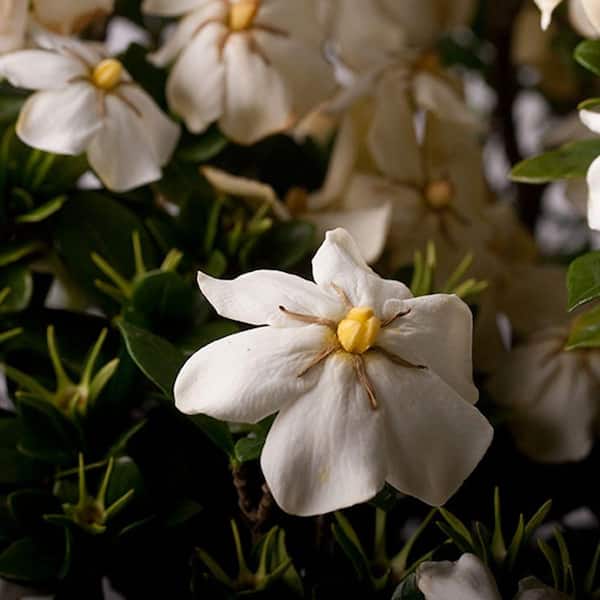 2 Gal. Scentamazing Gardenia - Live Evergreen Shrub with White Fragrant Blooms