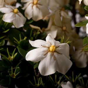 2.5 Qt. Scentamazing Gardenia - Live Evergreen Shrub with White Fragrant Blooms