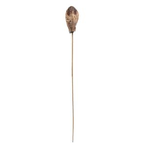 20 in. Brown Preserved Mahogany Pods on Stem, 100 Stems Per Pack