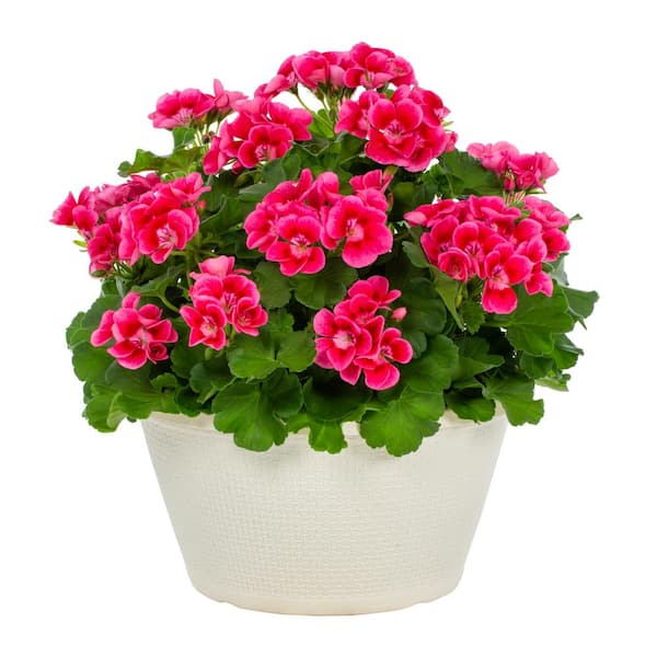 METROLINA GREENHOUSES 1 Gal. Geranium in Decorative Planter Pink Annual Plant (1-Pack)