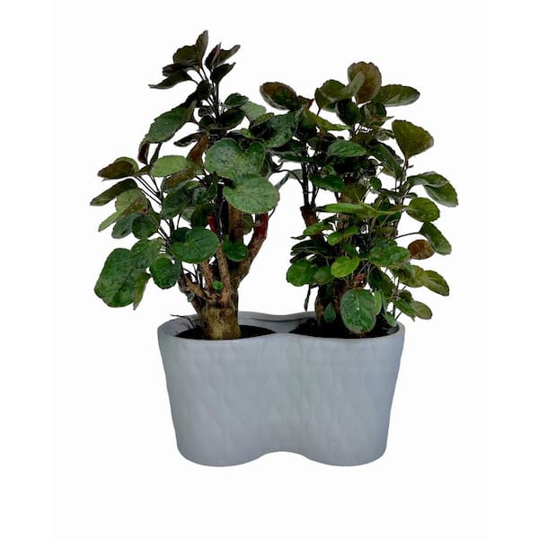 EVERBLOOM GROWERS, INC. 5 in. Double Aralia Fabian Plant