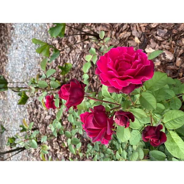 2 Gal. Echo Brindabella Roses Crimson Knight Plant with Fragrant Double Red Flowers
